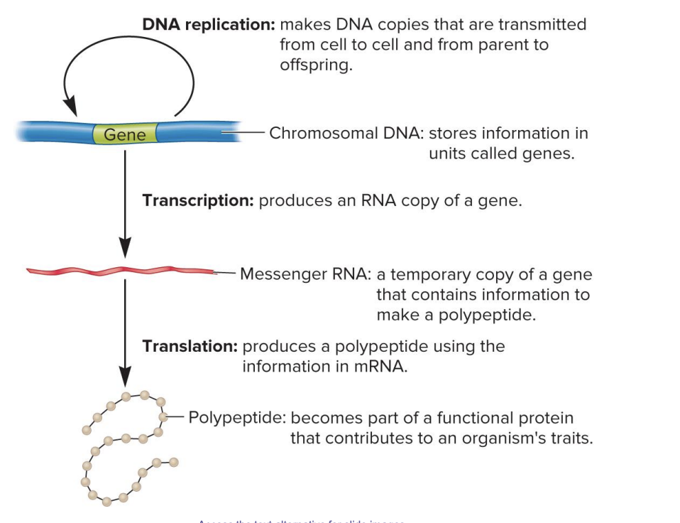 <ul><li><p>becomes part of a functional protein that contributes to an organism’s traits</p></li></ul><p></p>
