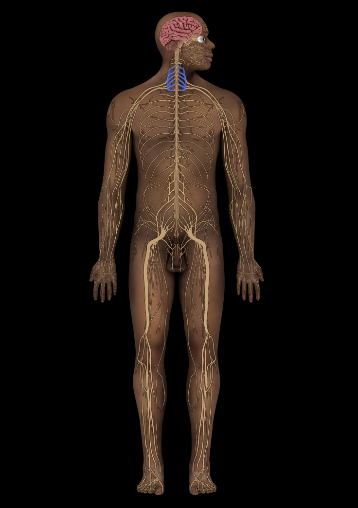 <p>What structure is shown?</p>