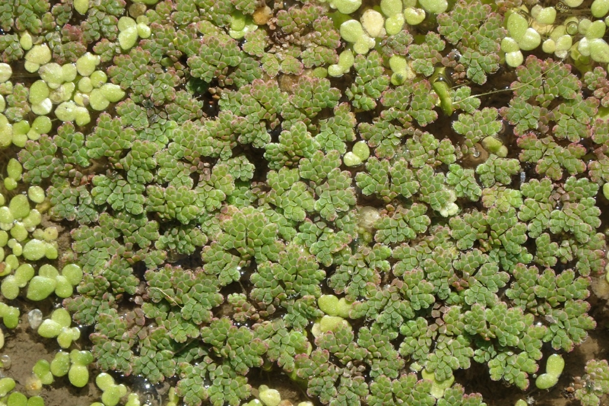 <p>Water Fern</p>