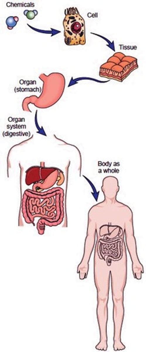 <p>atoms -> molecules -> cell -> tissue -> organ -> organ system -> organism</p>
