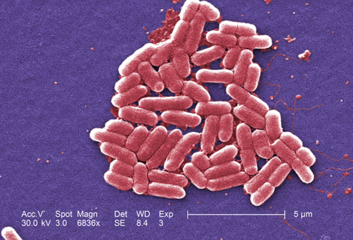 <p>"True" bacteria, found almost everywhere.</p>