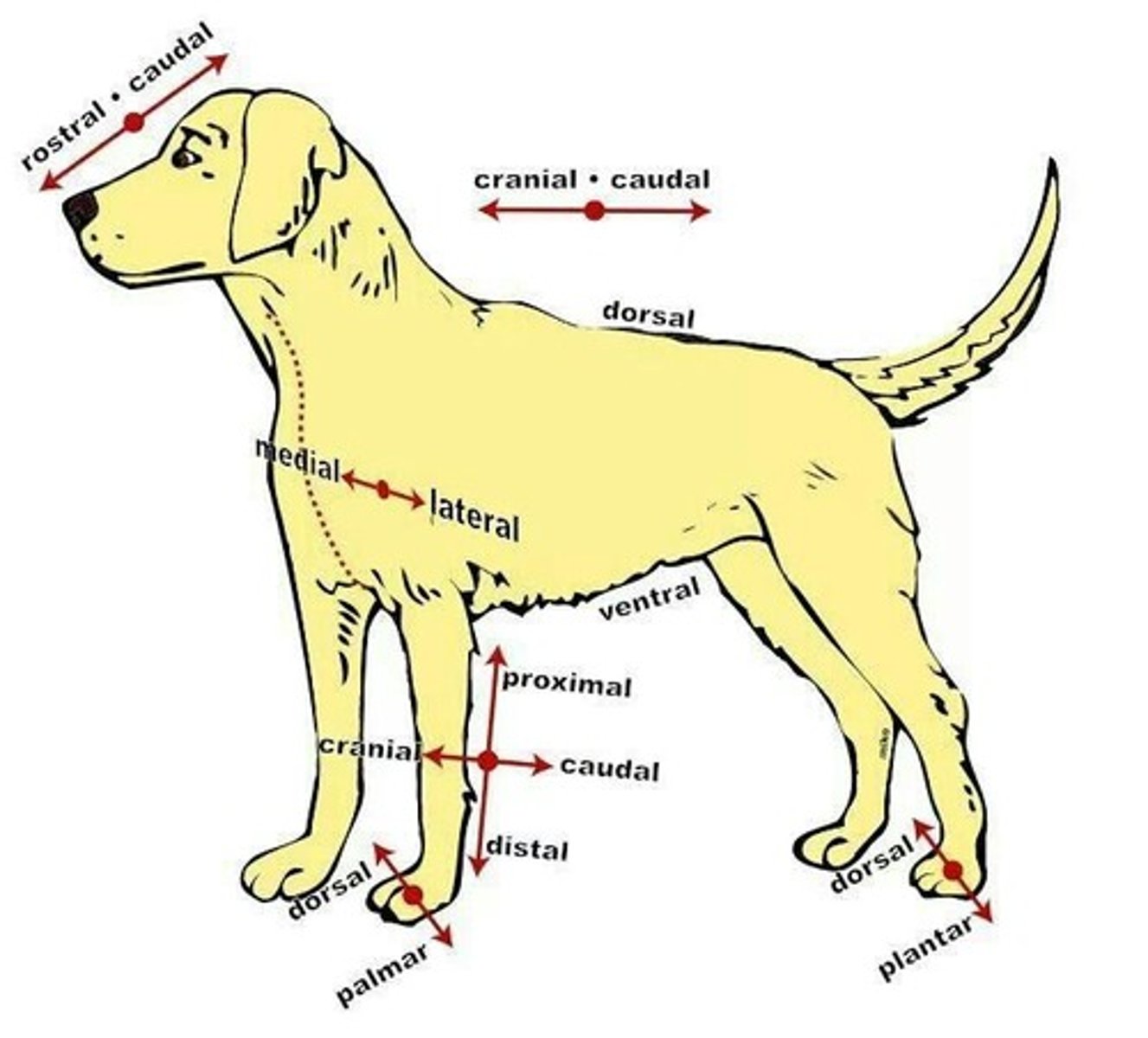 <p>bilateral</p>