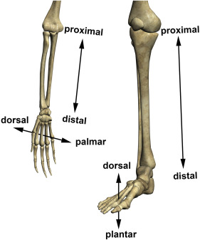 <p>A body part that is closer to the trunk of the body or the point of attachment of a limb </p>
