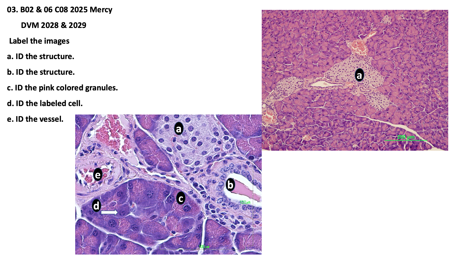 <p>d. ID the labeled cell</p>