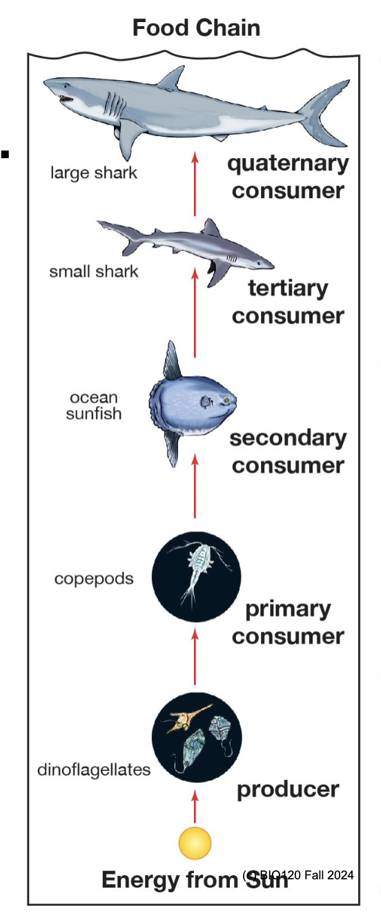 <p>A linear sequence of organisms that shows the energy transfer from one organism to another as they eat each other. </p>