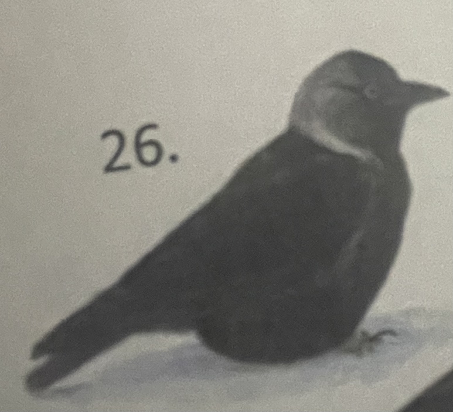 <p>mikä eläin</p>