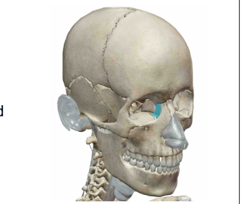 <p>What Facial Bone is this?</p>