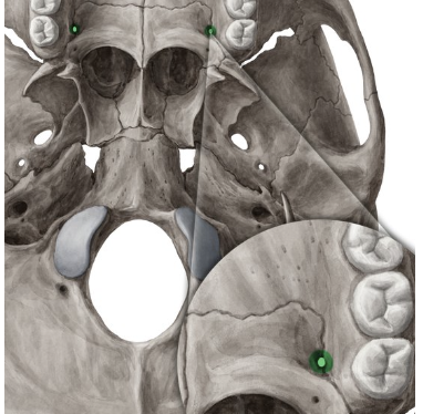 <p>Uno de los 8 agujeros de la hendidura pterigomaxilopalatina</p>
