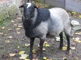 <p>prolific sheep breeds</p>