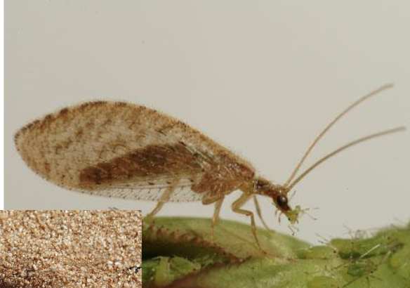 <p>lacewings and ant lions</p><ul><li><p>soft bodies</p></li><li><p>long, thread like antennae</p></li><li><p>large round eyes</p></li><li><p>chewing mouth adults, piercing sucking mouth larvae</p></li><li><p>complete metamorphosis&nbsp;</p></li></ul><p></p>