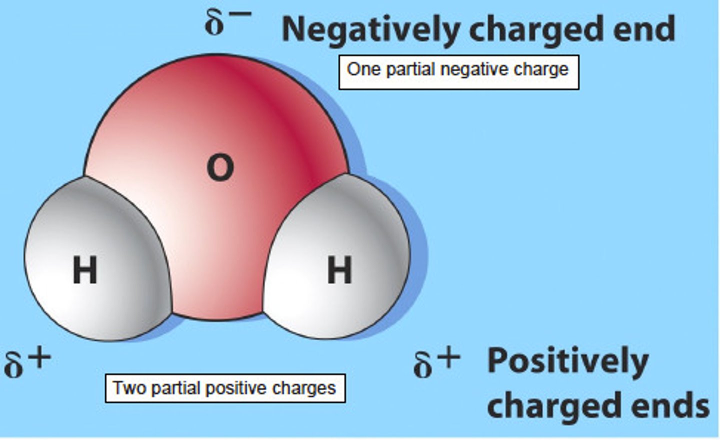 <p>molecule with an unequal distribution of charge, resulting in the molecule having a positive end and a negative end</p>