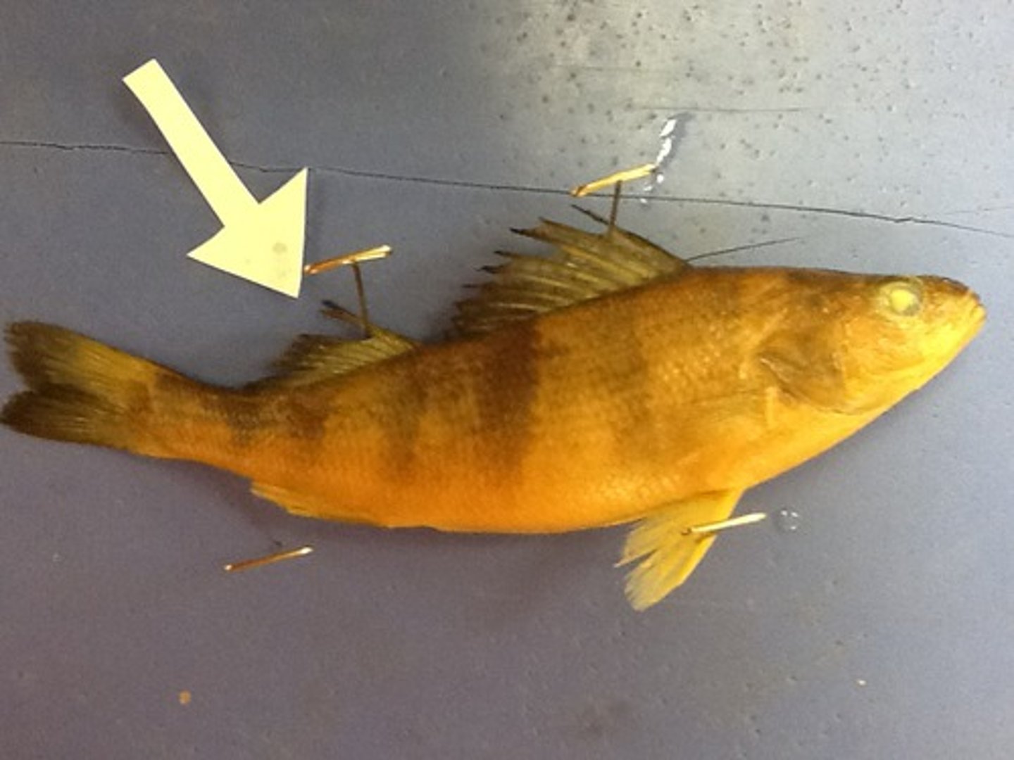 <p>Posterior single fin on the dorsal midline that keeps the fish upright and moving in a straight line</p>