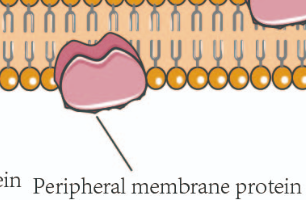 <p>loosely bound to membrane surface (NAME TAG + ID)</p>