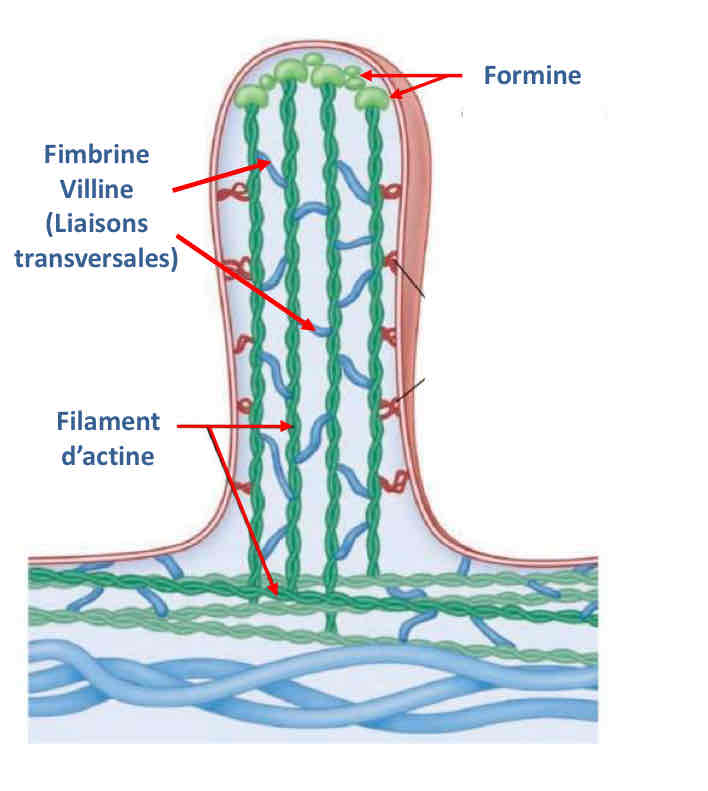 <p>Fimbrine Villine : liaisons transversales</p><p>Formine : coiffe et stabilise les extrémité +</p>