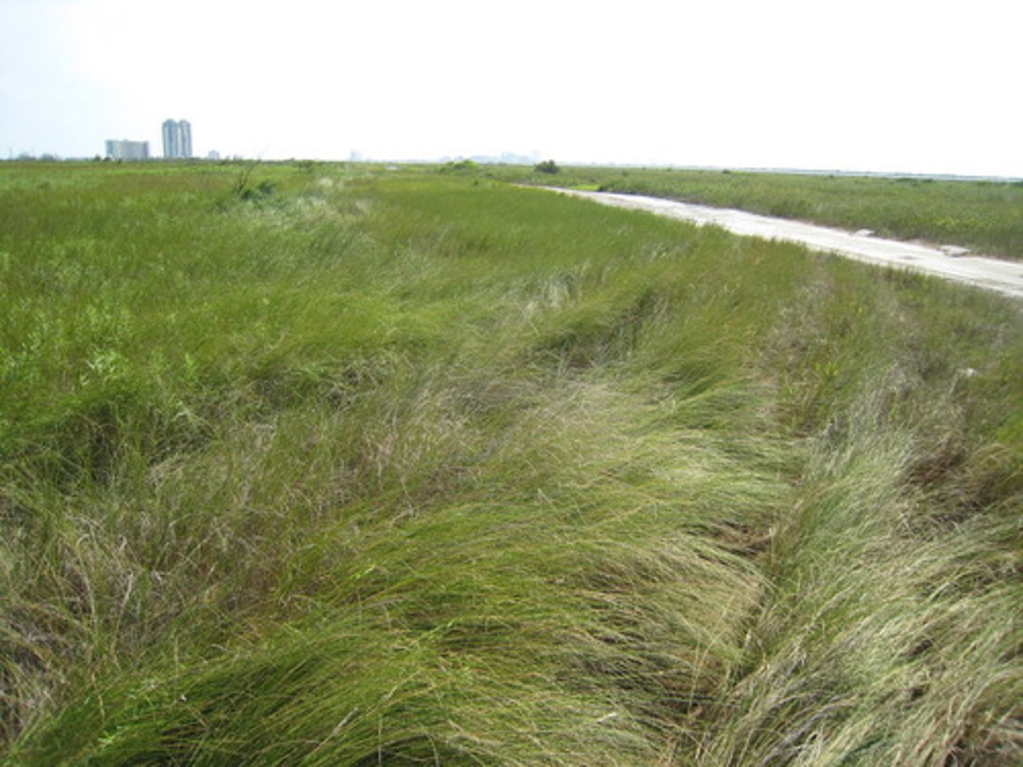 <p>A dominant salt marsh grass genus</p>