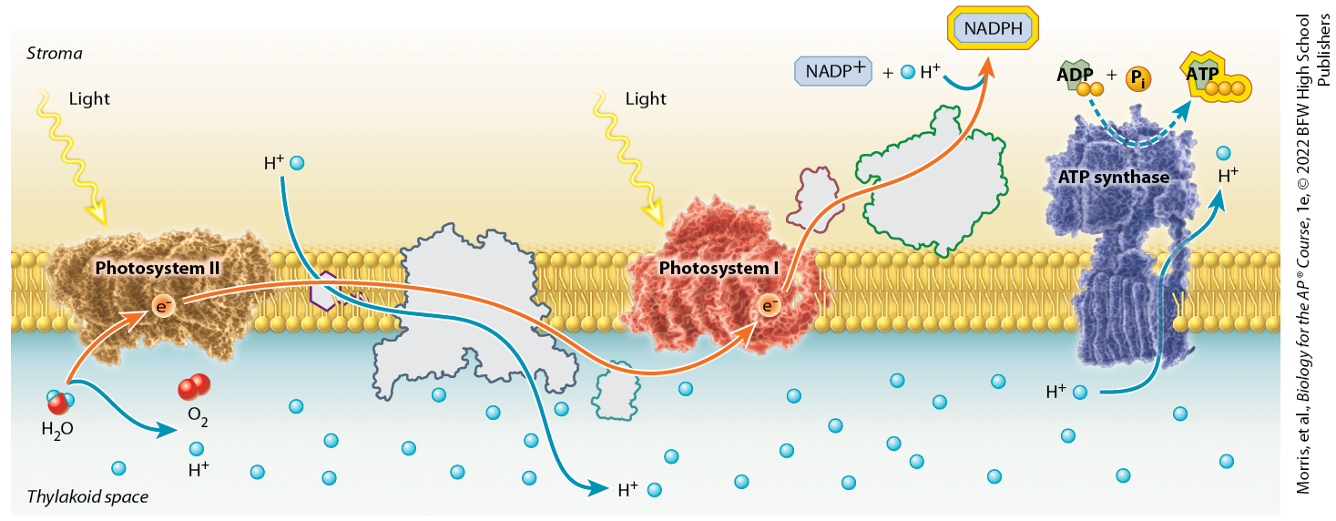 <p>FIGURE 16.9 Electron transport, proton accumulation, and ATP synthesis</p>