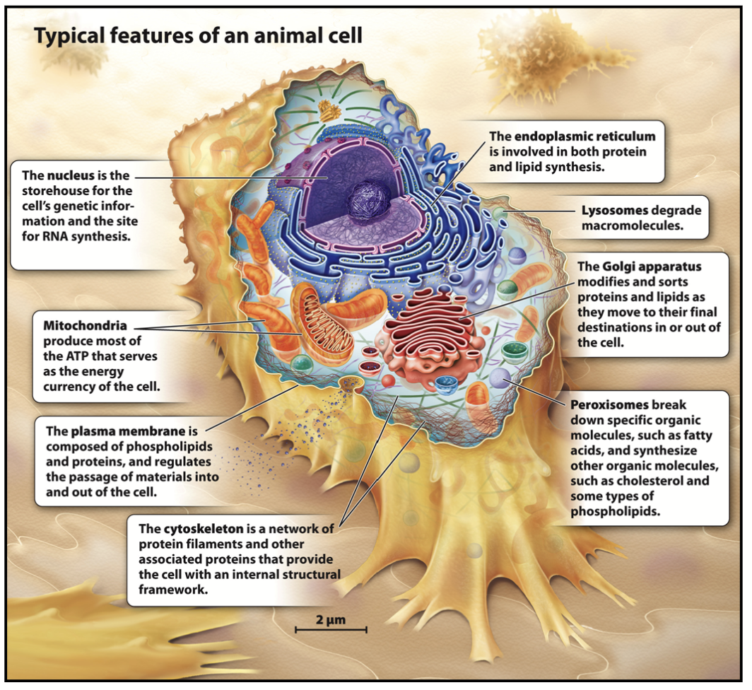 <p>Found in multicellular organisms, but can be unicellular (protozoa). Typically 10-100 micrometres. Contain nucleus and organelles. Ribosomes are large. Genetic material is found in the nuclear compartment and arranged as chromosomes.</p><p>Very condensed.</p><p>Include <strong>protozoa,</strong> <strong>fungi, plants, </strong>and <strong>animals.</strong></p>