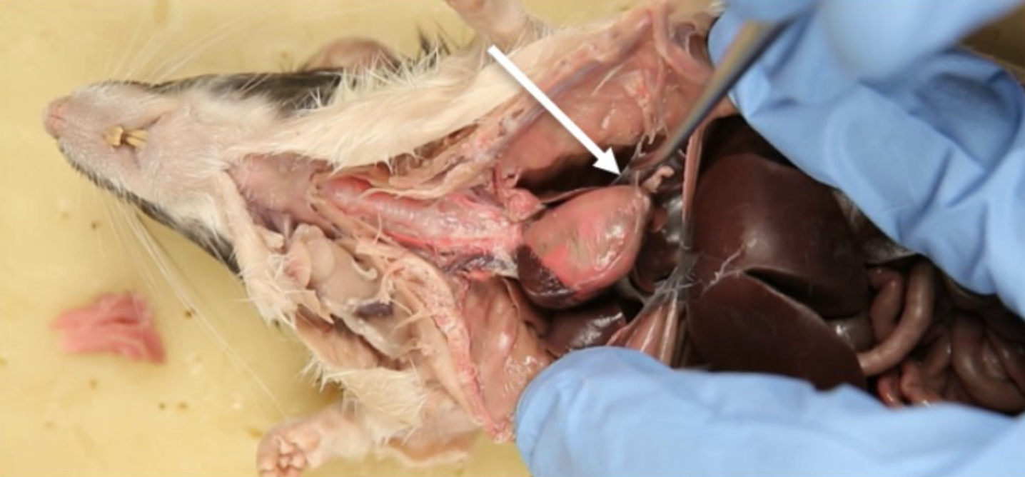 <p>What is this?</p>