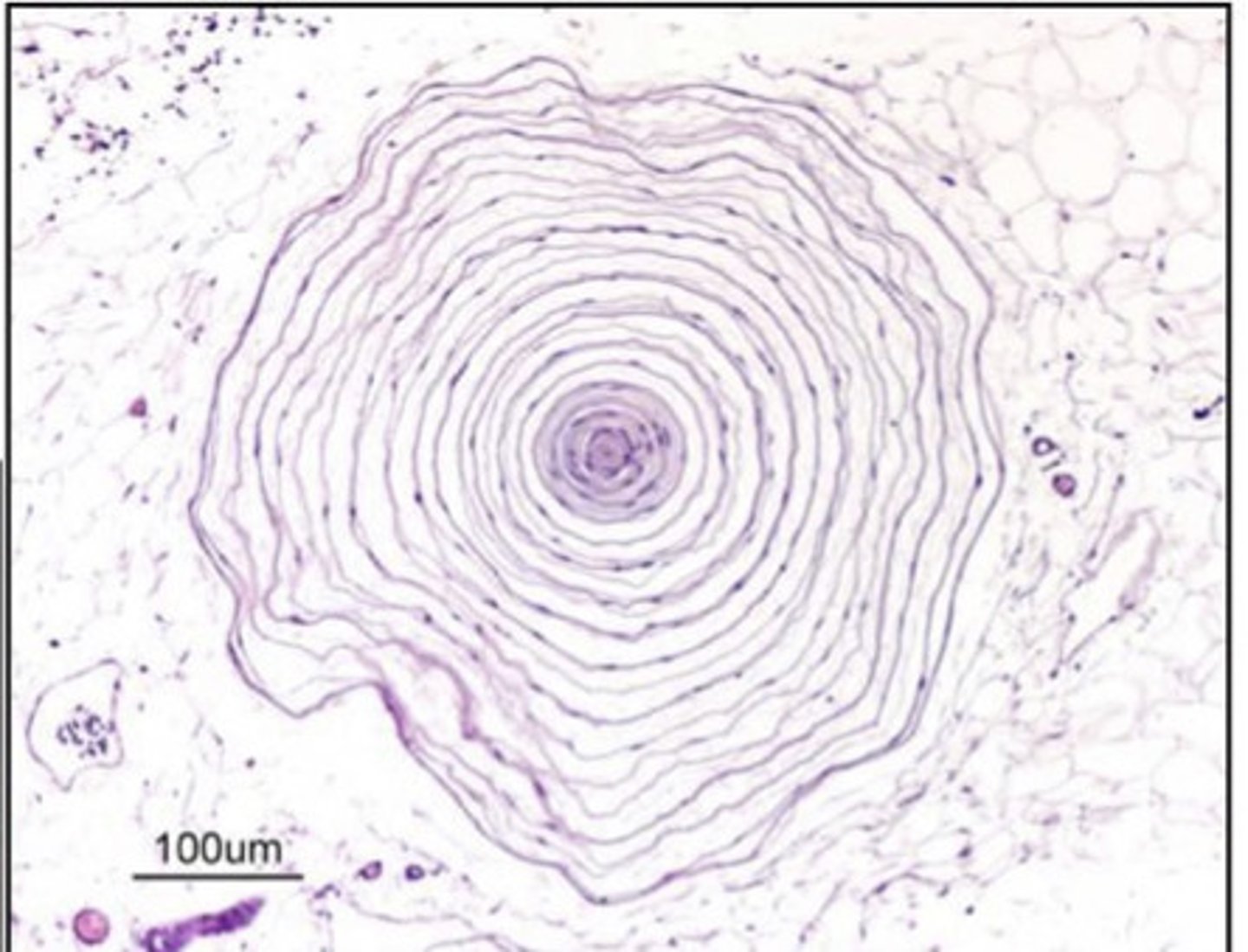 <p>what is this?</p>