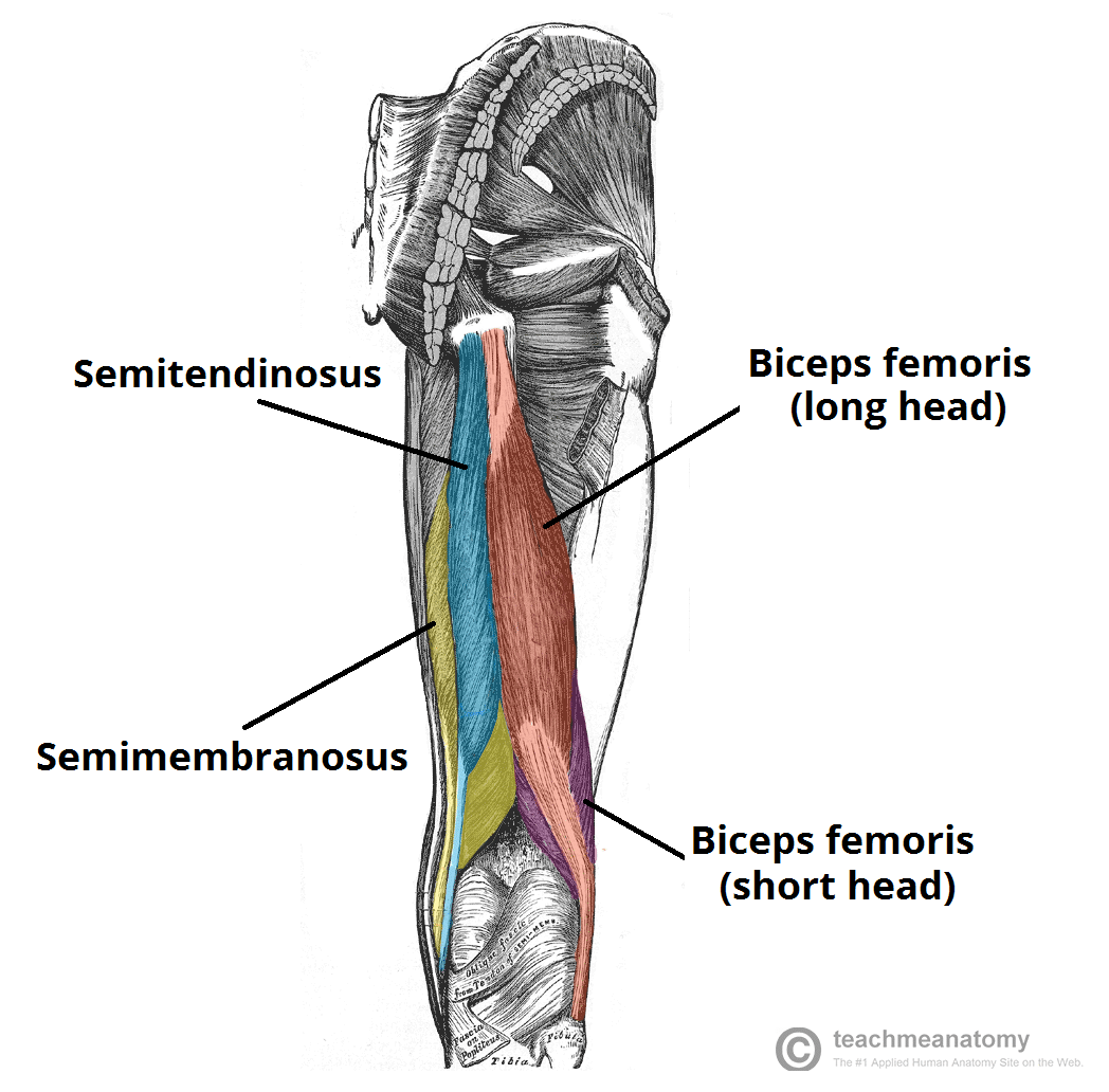 <p>semimembranosus (medial), semitendinosus, biceps femoris (lateral)</p>