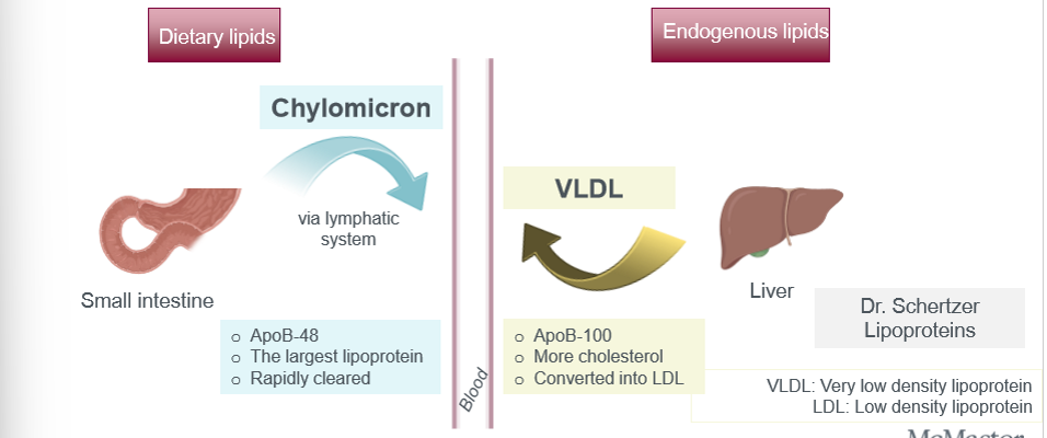 <p>triglycerides in the blood circulation is derived from dietary lipids and endogenous lipid synthesis</p>