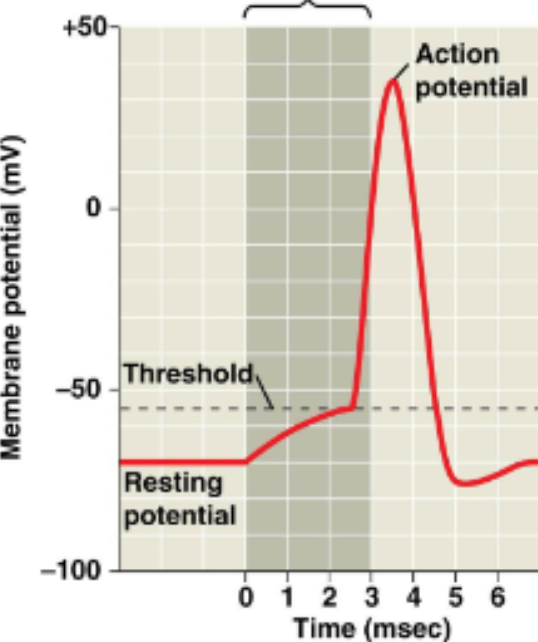 <p>Membrane potential</p>