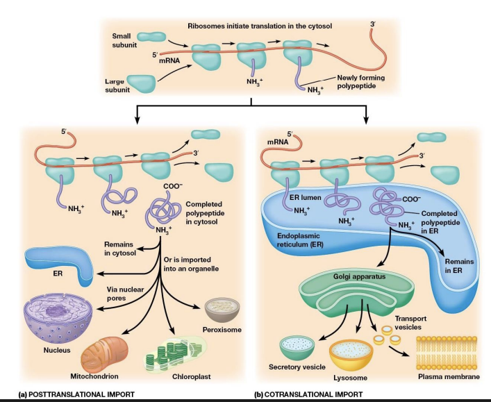 <p>Tags determine the fate or proteins after translation.</p>