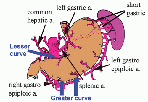 <ul><li><p>branch of CA</p></li><li><p>courses <u>superiorly</u> (up esophagus) and to the <u>left</u> (descending along lesser curvature of stomach)</p></li><li><p>supplies lower 3rd of <u>esophagus</u> and <u>lesser curvature</u> of <u>upper right </u>stomach</p></li></ul><p></p>