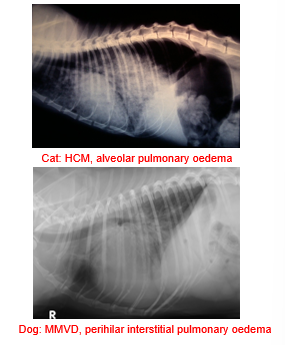 <ul><li><p>Tachypnoea, both inspiratory and expiratory, restrictive breathing pattern</p></li><li><p>Cough in dogs due to left atrial enlargement</p></li><li><p>+/- soft inspiratory crackles on auscultation <em>(don't rely on this - not present with bad oedema)</em></p></li></ul><p></p>