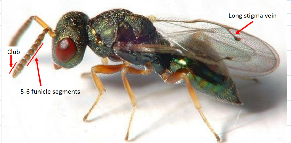 <p>Chalcidoidea</p><p>Pteromalidae</p><p>Longer stigmal Vein than Torymidae</p><p>5-6 funicular segments (aside from club and pedicel)</p>