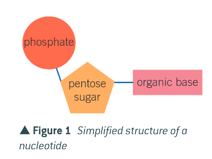 <p>a mononucleotide</p>