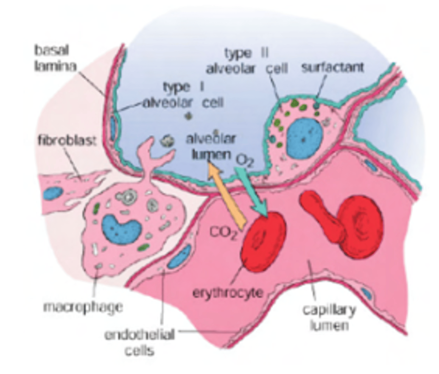 <p>Diffusion, where gases move from areas of higher concentration to lower concentration (e.g., oxygen diffuses from the alveoli into the blood, and carbon dioxide diffuses from the blood into the alveoli).</p>