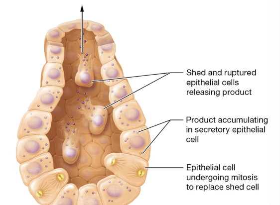 <p>what type of secretion is this?</p>