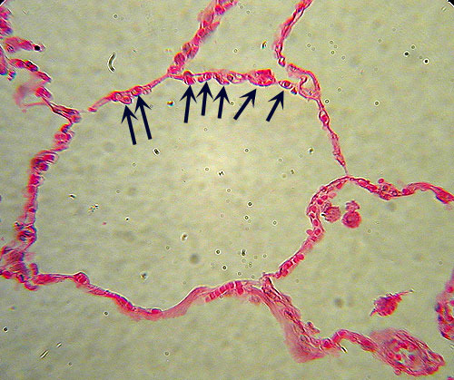 <p>Where are simple squamous epithelial tissues found?</p>