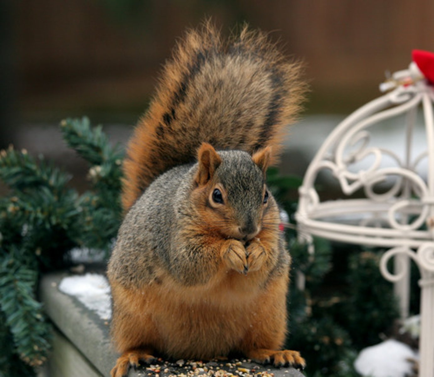 <p>Fox Squirrel</p>