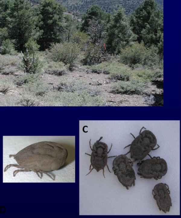 <p>-history, region, gross and microscopic lesions</p><p>-IHC</p><p>-PCR</p><p>-fetal serology in pre-colostral calves or aborted calves</p>
