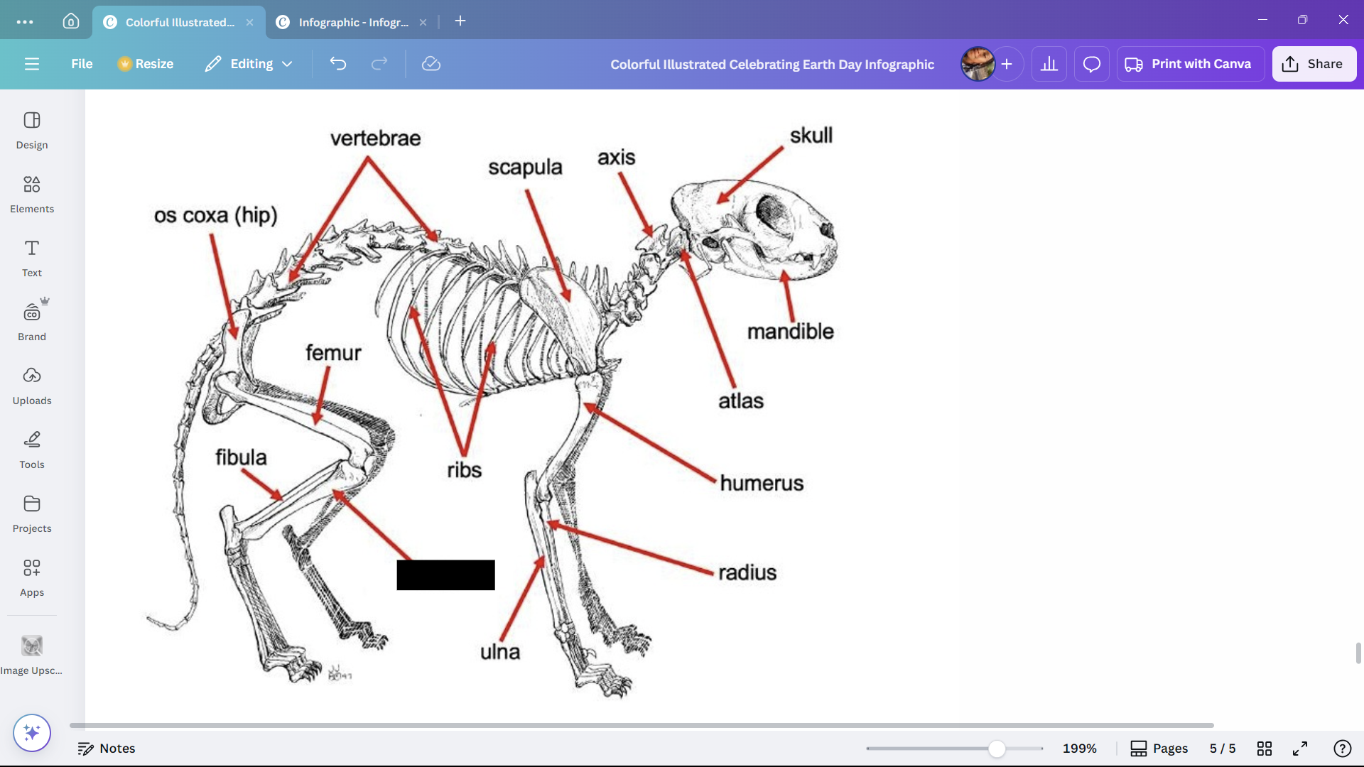 <p>The larger of the two lower leg bones of a cat.</p>