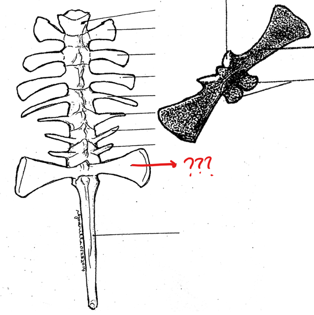 <p>part of the vertebral column; 9th vertebra characterized by having flat expanded ends of the transverse processes with which the ilia of the pelvic girdles articulate; postzygapophyses are absent/only prezygapophyses are present; its centrum in frogs are biconvex</p>