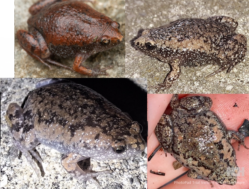 <p>Eastern Narrow-mouth Toad, head fold, pointy snout, broad light dorsolateral stripes, boldly striped tadpole</p>