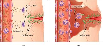 <p><strong>blood vessels</strong> to <span style="color: blue"><strong>dilate</strong></span></p><img src="https://lh7-rt.googleusercontent.com/docsz/AD_4nXfqcqq6adJeMmDzOehhkRqg1Ib61LRUMaLvVlc0l550gdO_gD0dbm2r-0lv7vNRdARl8lw3revBvdvAOTfZI1iPo-EXPAInVuAVd44IpzgQIi7Dk0Ppx2Y4xk385aeGo1Sm_mDP0A?key=X-mcL7cF3rR3Ea-ljLhXOFRU" data-width="100%" data-align="center"><p></p>