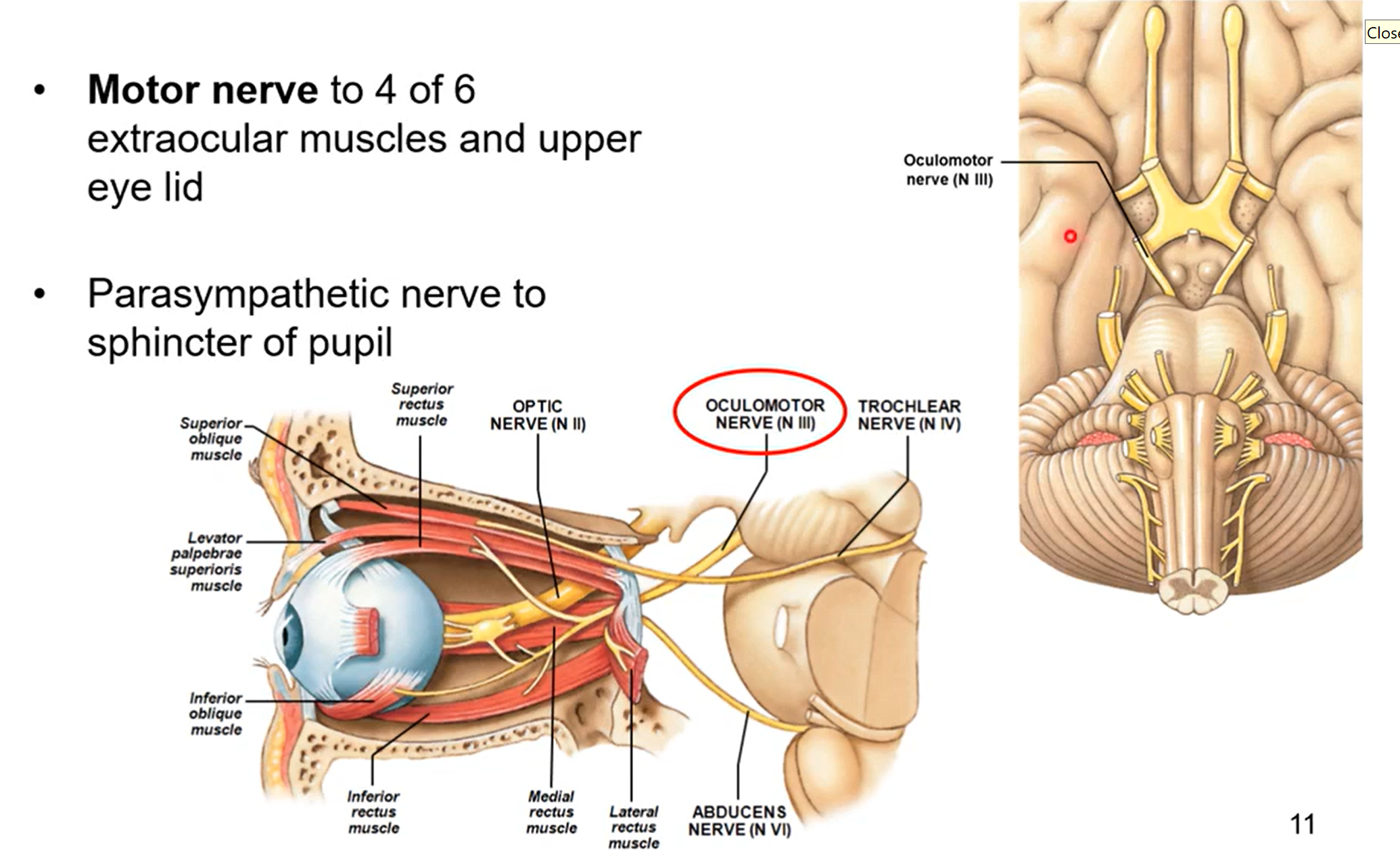 <ul><li><p>motor nerve to 4 of 6 extraocular muscles and upper eye lid</p></li><li><p>parasympathetic nerve to sphincter of pupil</p><ul><li><p>pupil changing sizes due to light</p></li></ul></li></ul><p></p>