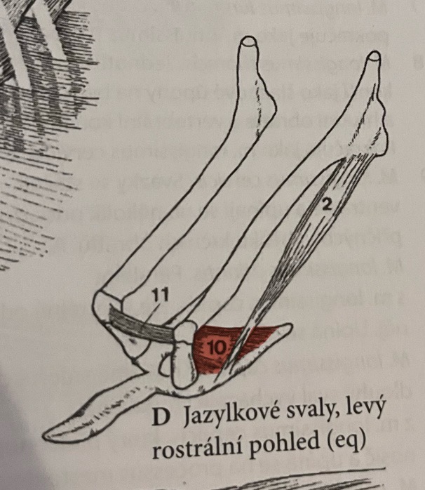 <p>odstup: ceratohyoideum</p><p>úpon: ceratohyoideum, epihyoideum</p><p>funkce: fixuje jazylku</p><p>č.10</p>