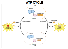<p>“Starts“ with ATP, a high energy molecule. Then through hydrolysis, the third phosphate bond is broken, releasing the phosphate and the high amount of energy stored in it (for cells). Now it is ADP and a phosphate, which due to energy from food, is able to through phosphorylation rebind with the other two phosphates, becoming ATP again.</p>