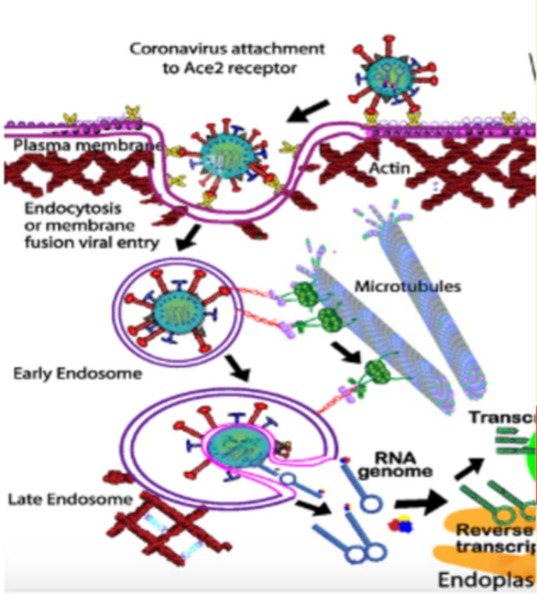<p>depolymerize MTs and look at the localization of the virus </p>