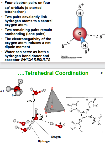 <ul><li><p>four electron pairs on four sp3 orbitals </p></li><li><p>Distorted tetrahedron structure </p></li><li><p>Two pairs are covalently linked hydrogens to the central oxygen and two are lone pairs </p></li><li><p>Electronegativity of the oxygen atom induces a net dipole movement </p></li><li><p>Water can be a hydrogen bond donor and acceptor which causes tetrahedral coordination. </p></li></ul><p></p>