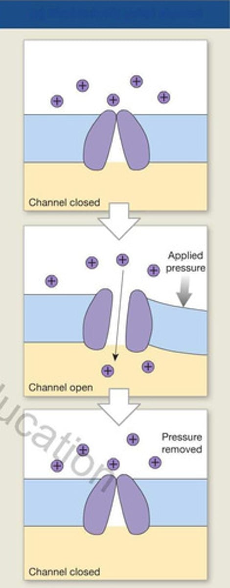 <p>- open or close in response to physical distortion of the membrane</p><p>- opening when pressure is applied due to touch</p>