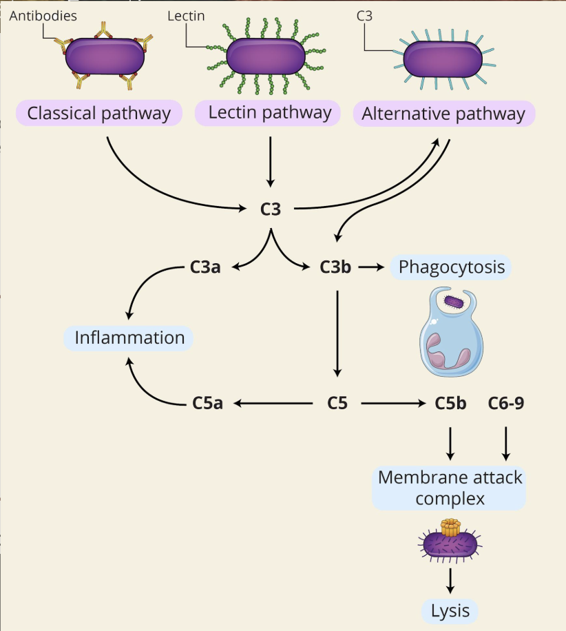 <p>the complement system can be activated through three major pathways: classical, alternative, and lectin pathways.</p><p>When activation of the complement system is initiated, it leads to a series of interactions between complement proteins, releasing activated forms of these proteins which together carry out a number of basic functions.</p><p>Inflammation:</p><ul><li><p>the inflammation process includes the attraction of various immune cells to the site of infection through the release of chemotactic molecules, such as histamine and cytokines</p></li><li><p>activated compliment proteins bind to complement receptors on immune cells, such as mast cells and basophils, inducing the release of these substances, which enhance the inflammatory response</p></li></ul><p>Phagocytosis:</p><ul><li><p>activated complement proteins, predominantly C3b, opsonize (bind and mark for destruction) pathogens thereby targeting them for destruction by phagocytes </p></li></ul><p>Membrane Attack Complex (MAC):</p><ul><li><p>one of the ultimate complement system functions is to destroy extracellular foreign invaders through the formation of MACs</p></li><li><p>the MAC structures create holes in the pathogen which leads to its lysis and death</p></li></ul><p></p>