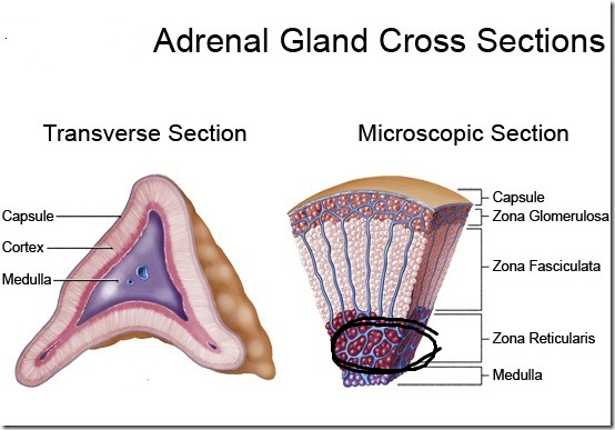 <p>outer zone of the adrenal cortex, making gonadocorticoids</p>