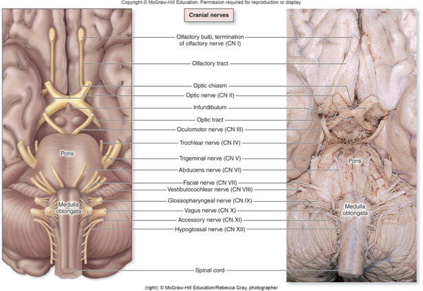 <ul><li><p>Apart of the PNS originating from brain</p></li><li><p>Numbered with roman numerals according to their position</p><ul><li><p>Begin with most anteriorly located nerve</p></li></ul></li><li><p>Name of nerve often related to function</p></li></ul><p></p>