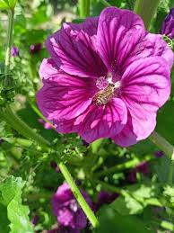 <p>malva mauritiana</p>